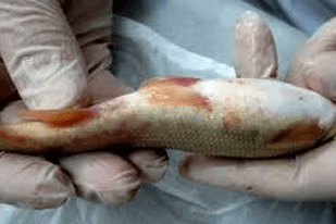 Fish disease close-up