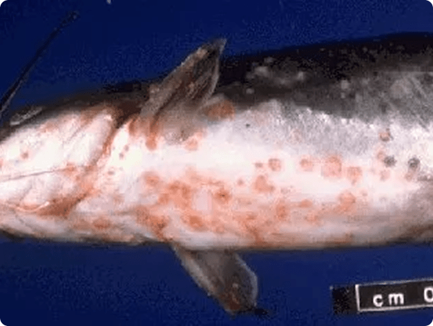 Clinical Signs of Channel Catfish Virus (CCV)