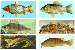 Fish disease close-up