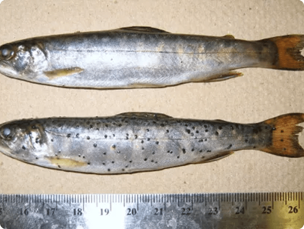 Comparison of Normal Fish (Top) and Fish Infected with Neascus (Bottom - Spots)