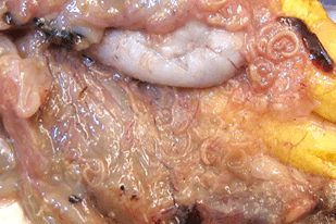 Fish disease close-up