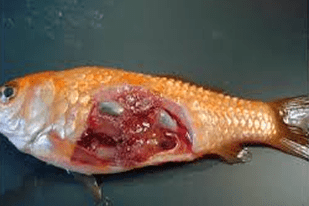 Fish disease close-up
