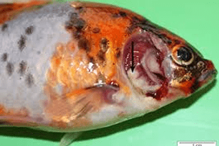 Fish disease close-up