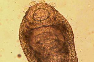 Fish disease close-up