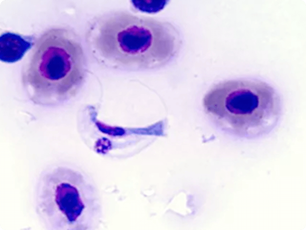 Cryptobia salmositica