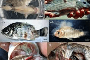 Fish disease close-up