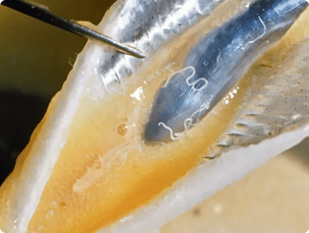 Cystidicola Nematodes on Swim Bladder