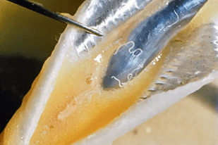 Fish disease close-up