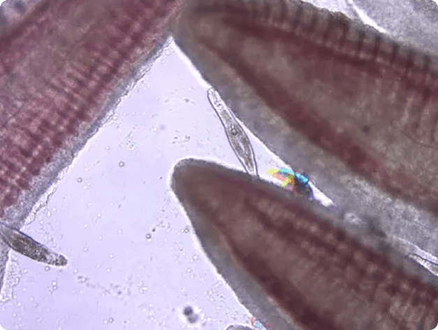 Dactylogyrus on Gill Filaments