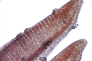 Fish disease close-up