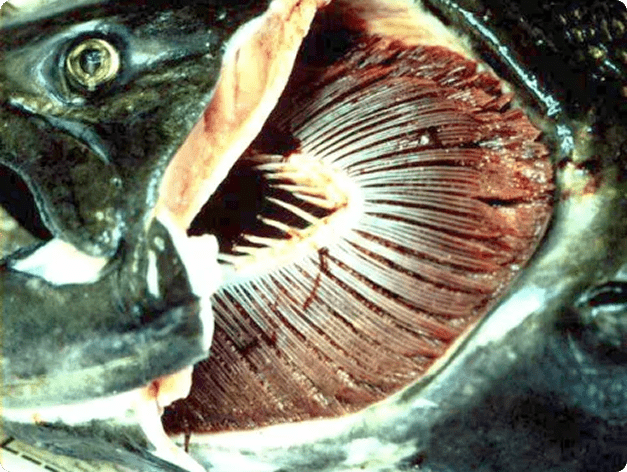 Dermocystidium in Gills of Fall Chinook