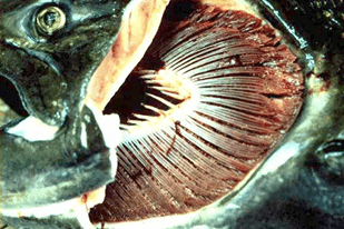 Fish disease close-up