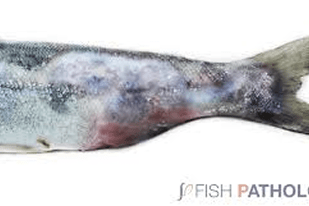 Fish disease close-up