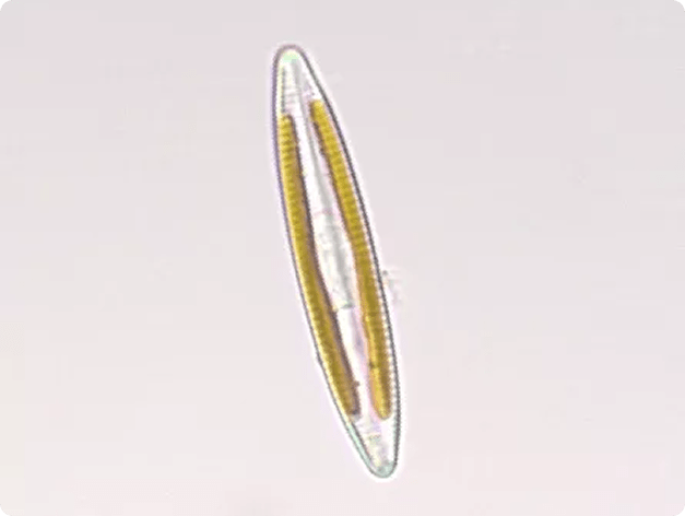 Fish disease close-up