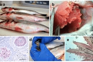 Fish disease close-up