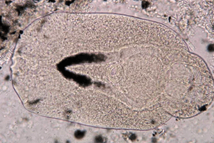 Fish disease close-up