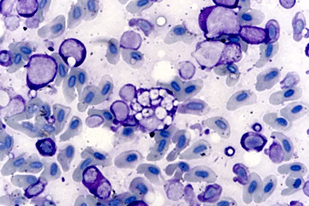 Fish disease close-up