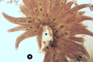 Fish disease close-up