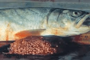 Fish disease close-up