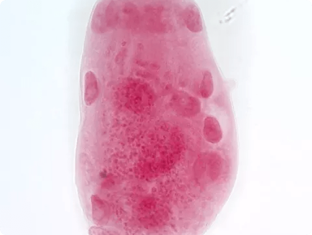  Corophium spinicorne Amphipod