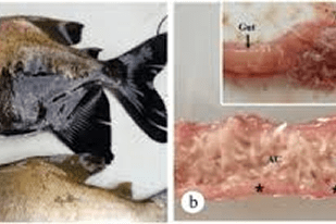 Fish disease close-up