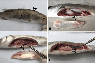 Fish disease close-up