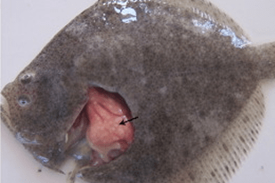 Fish disease close-up