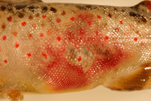 Fish disease close-up