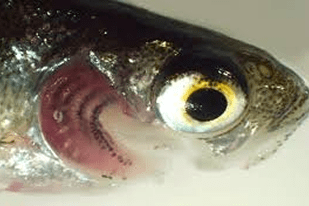 Fish disease close-up