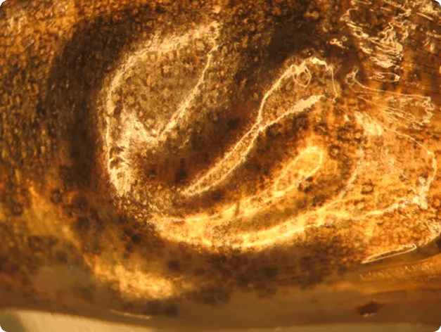 Eustrongylides Nematode Emerging from Stickleback