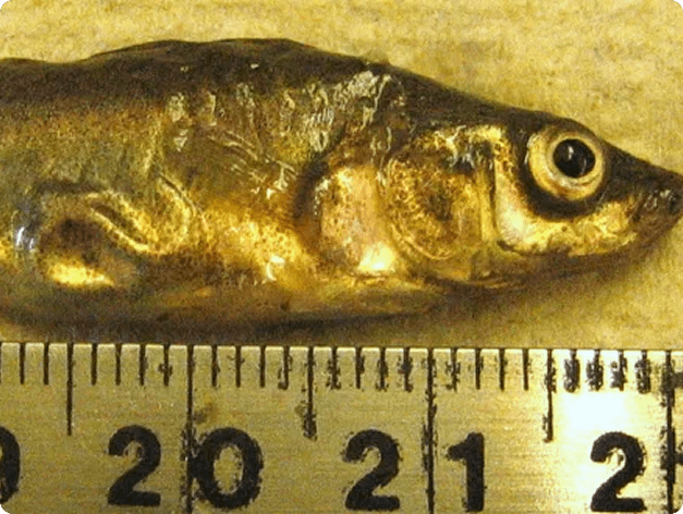 Eustrongylides Nematode in Side of Stickleback