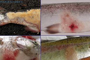Fish disease close-up