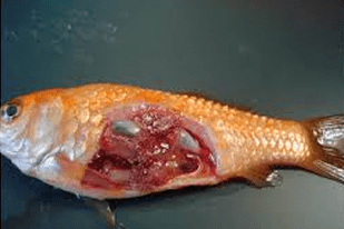 Fish disease close-up