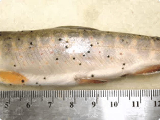 Fish Infected with Neascus (Spots)