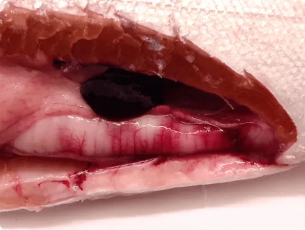 Fish Intestine Showing Swelling and Pale Lesions Due to Extensive, Late-Stage Ceratomyxa shasta Infection