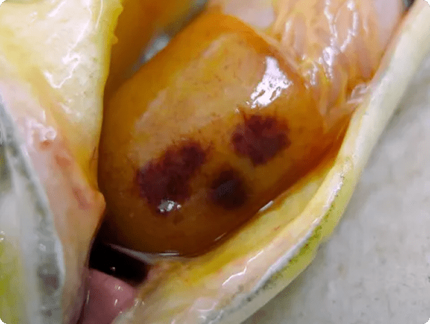 Fish Liver Showing Dark Red Lesions Due to Ceratomyxa shasta Infection