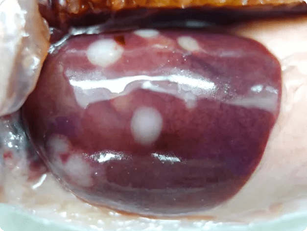 Fish Liver Showing Pale Lesions Due to Extensive, Late-Stage Ceratomyxa shasta Infection