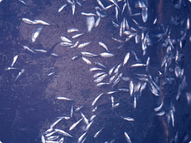Fish Mortality Event Caused by IHN Virus