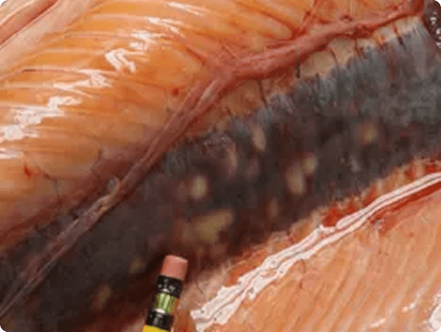Fish kidney showing white lesions caused by Renibacterium