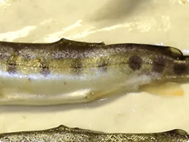 Fish with Spinal Deformity Due to Infection with Myxobolus cerebralis