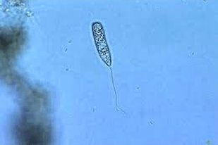 Fish disease close-up