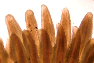 Fish disease close-up