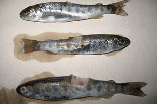 Fish disease close-up