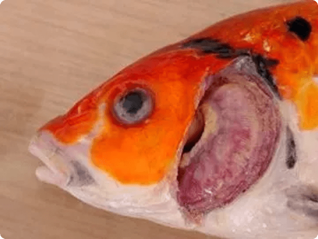 Gill Damage Indicative of KHV Infection