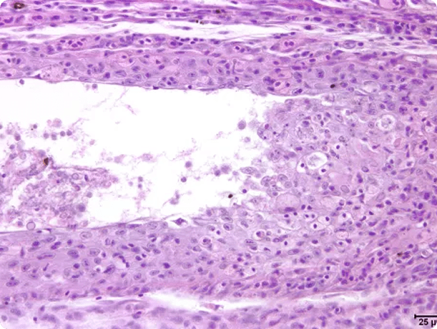 Gill Tissue Destroyed by KHV
