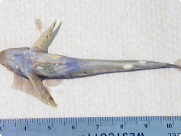 Glugea