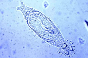 Fish disease close-up