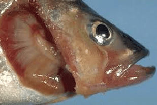 Fish disease close-up