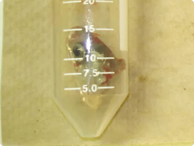 Half-Head in Tube Prior to Pepsin-Trypsin Digest