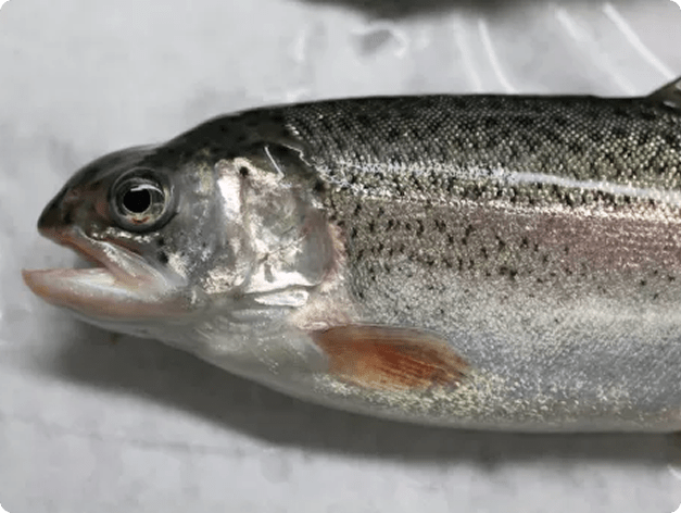 Fish disease close-up